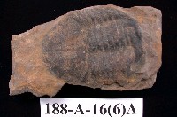 藏品(三葉蟲)的圖片